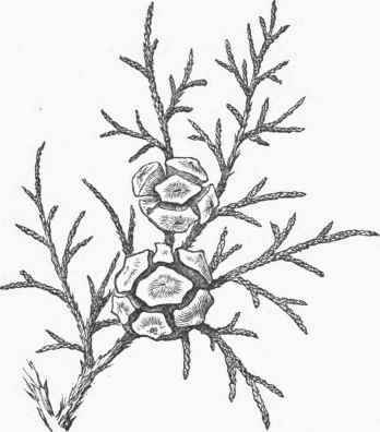 Cupressus sempervirens Leaves and Cones.