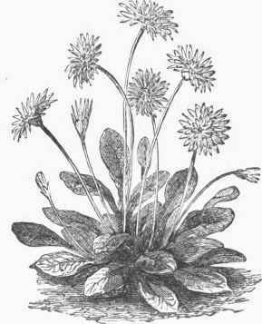Daisy (Bellis perennis).