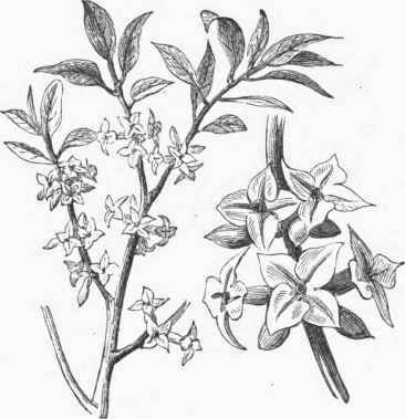 Daphne mezereum.
