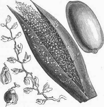 Date Spathe, Flowers and Fruit.