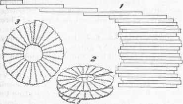 Diatomaceae 060021