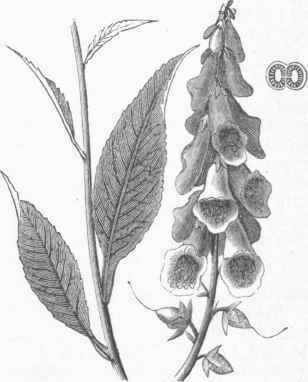 Digitalis purpurea.
