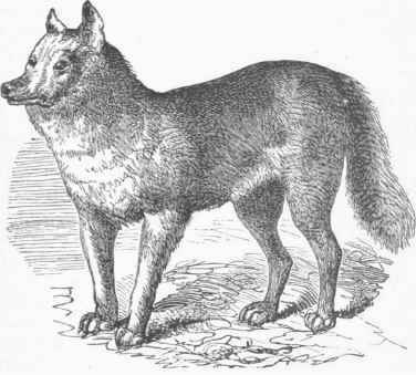 Dingo.