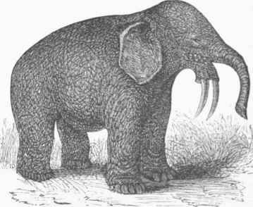 Dinotherium piganteum.