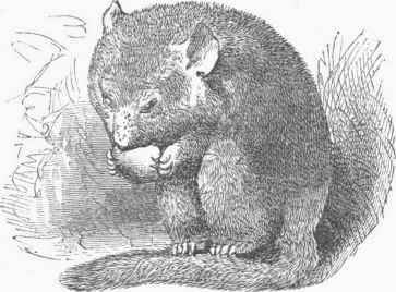 Dormouse (Muscardinus avellanarius).