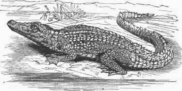 Double crested Crocodile (Crocoiilus biporcatus).