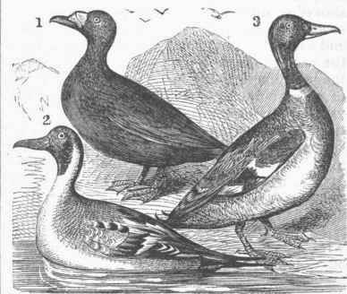 Duck 0600147