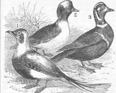 Duck 0600148