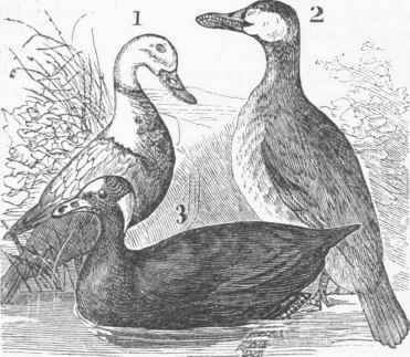 Duck 0600149