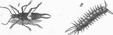 Earwig. 1. Forficula. 2. Lithobius.