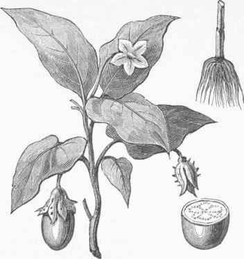 Egg Plant (Solanum melongena).