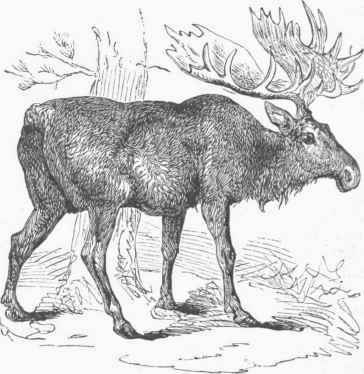 European Elk (Alee malchis).