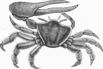 Fiddler Crab (Gelasimus vocans).