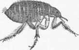 Flea (Pulex irritans).