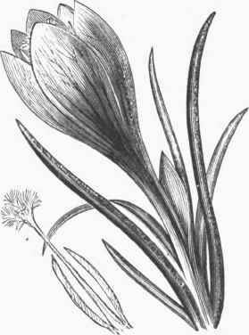 Garden Crocus.