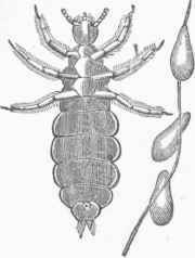 Head Louse (Pediculus capitis).