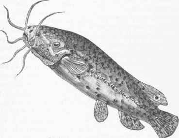 Malapterurus Electricus.