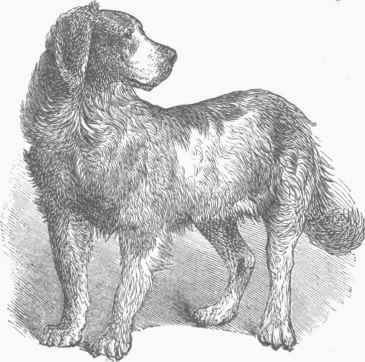 Newfoundland Dog.