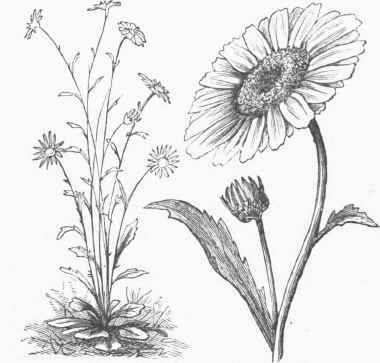 Ox Eye Daisy (Chrysanthemum leucanthemum).