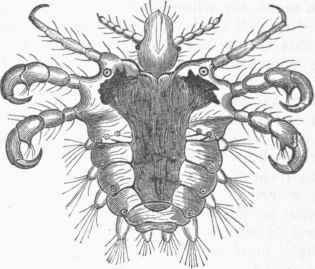 Phthirius pubis.