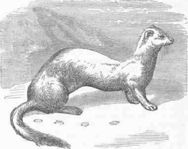 Putorius Noveboracensis in Winter Dress.