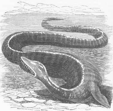 Restoration of an Elasmosaurian.