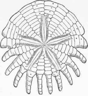Rotula.