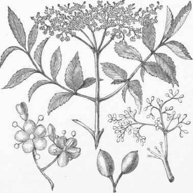 Sambucus Canadensis.