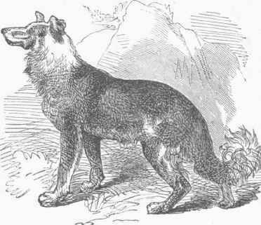 Shepherd's Dog.