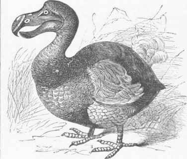 The Dodo (Didus ineptus).