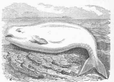 White Dolphin (Beluga borealis).
