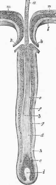 A Hair in its Hair Sac.