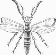 AEgeria exitiosa.