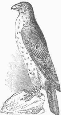Accipiter Cooperi.