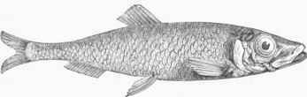 American Herring (Clupea elongata).