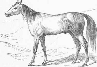 Arabian Horse.