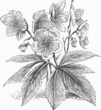 Black Hellebore (Helleborus niger).