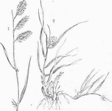 Buffalo Grass (Buchloe dactyloides). 1. Male. 2. Female.