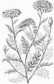 Chamoniilla medicinalis.