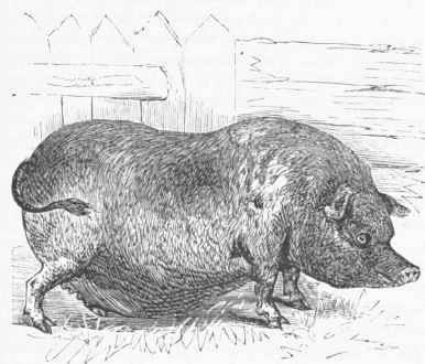 Chinese Hog.