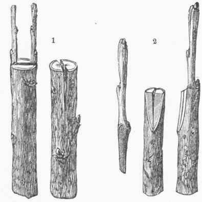Cleft Grafting.