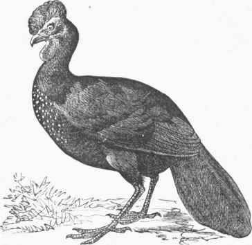 Crested (Juan (Penelope cristata).