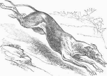 English Greyhound.
