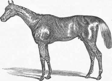 English Race Horse.