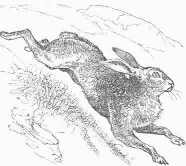 European Hare (Lepus tirnidus).