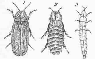 Glowworm (Lampyris splendidula). 1. Male. 2. Female. 3. Larva of L. noetiluca.