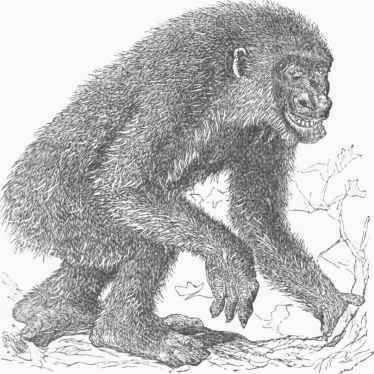 Gorilla.