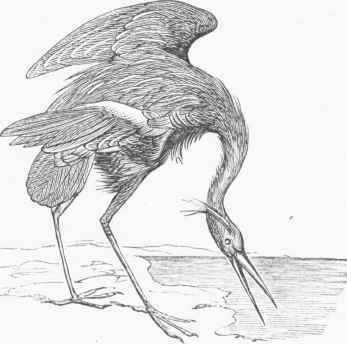 Great Blue Heron (Ardea herodias).