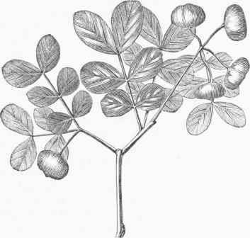 Guaiacum officinale.