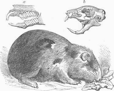 Guinea Pig